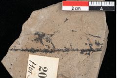 Foto (Detailansicht) von Pinus palaeostrobus Ettingshausen (NHMW-GEO-2024-0188-0209)